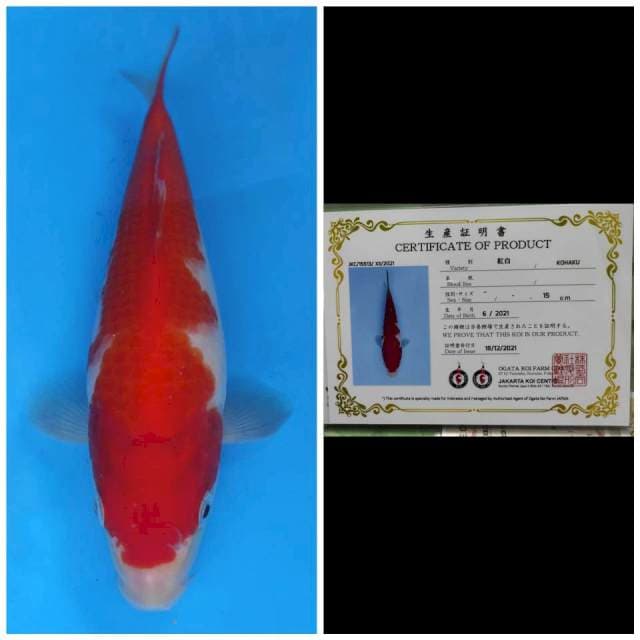 Ogata Kohaku