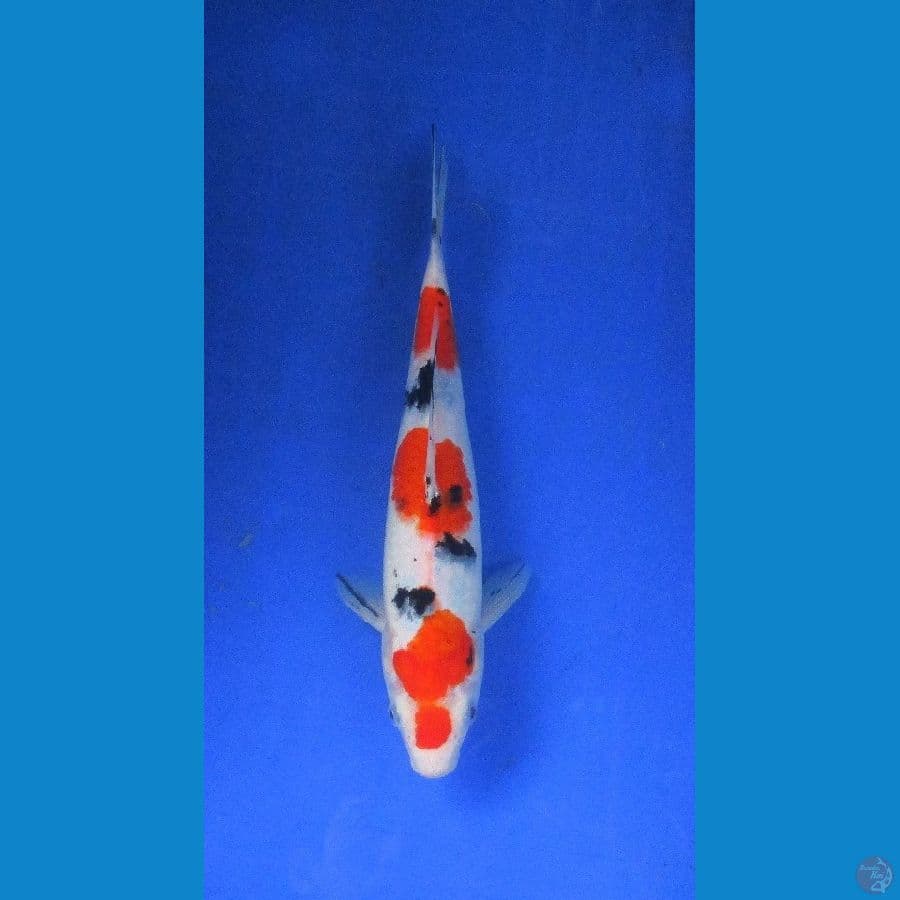 sanke subosumi ±30cm