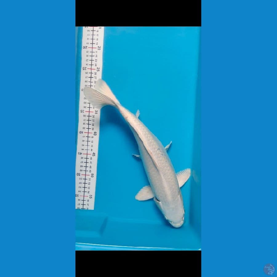 platinum 39CM BL5 