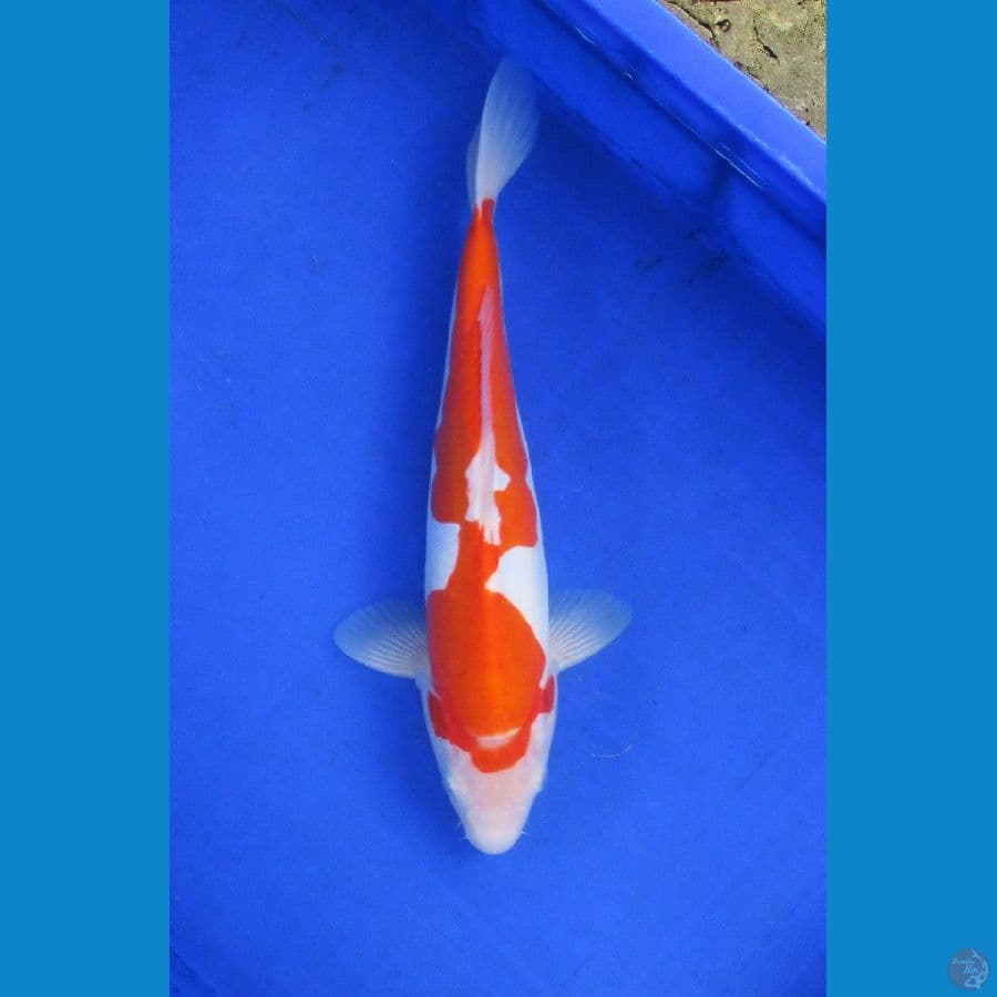 kohaku doitsu ±32cm