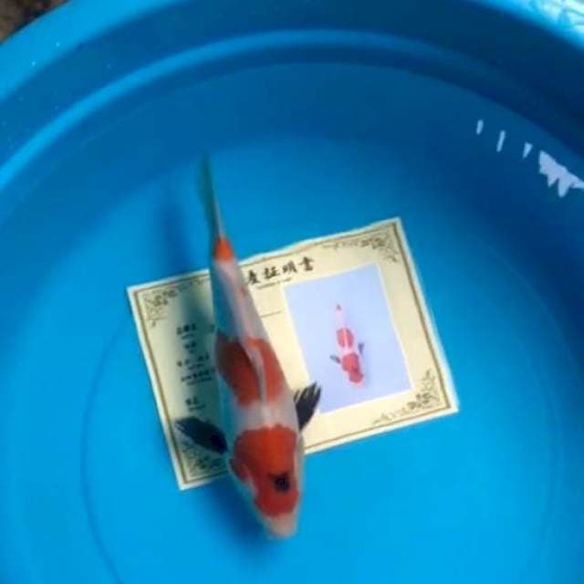 SHOWA IZUMIYA KOI FARM 🇯🇵