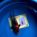 SHOWA IZUMIYA KOI FARM 🇯🇵