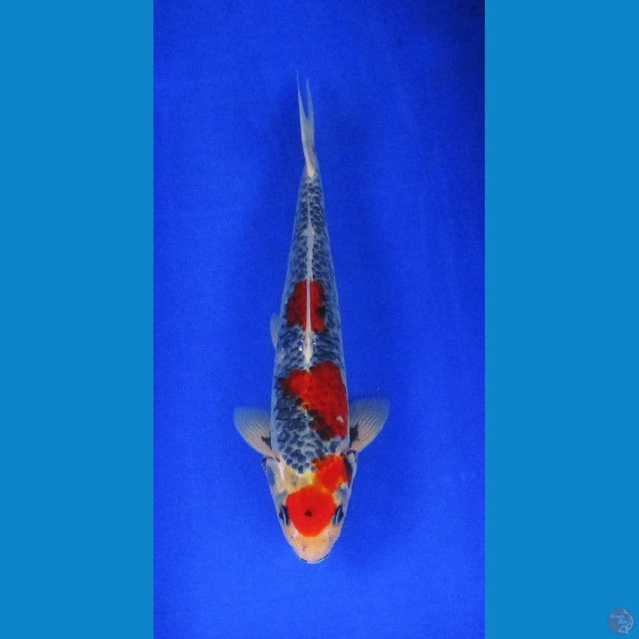 GOSIKI ±32CM JANTAN