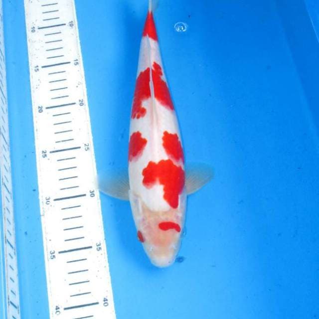 Sakura kohaku top Quality