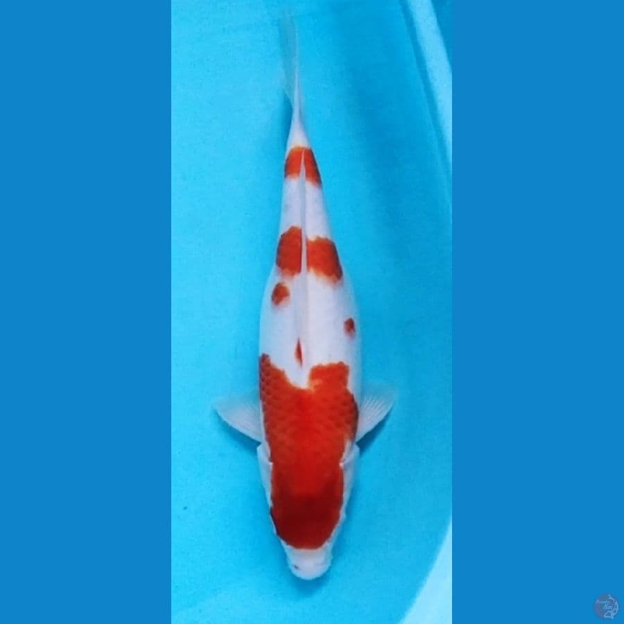 kohaku 39cm