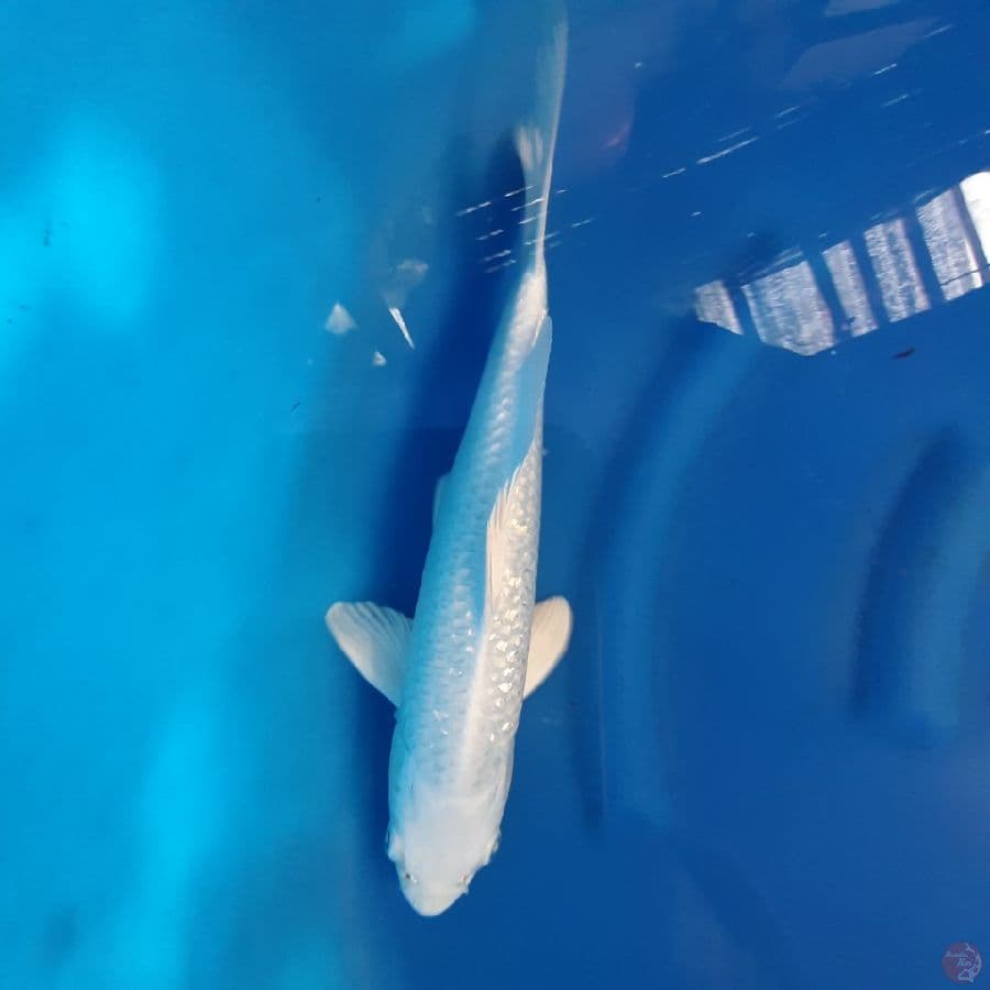 platinum ginrin putih bersih 38 cm