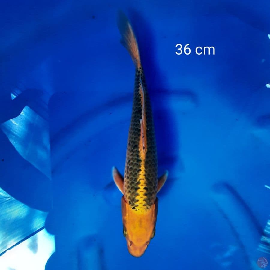Gin matsuba 36 cm