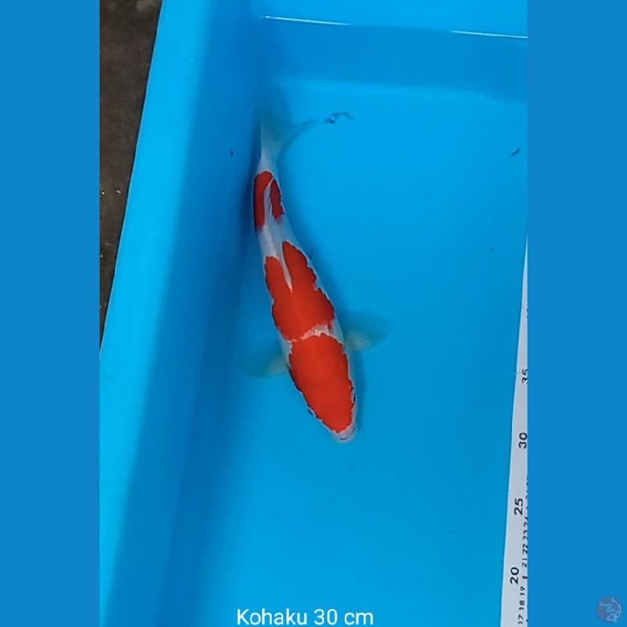 Lelang Kohaku 30 cm