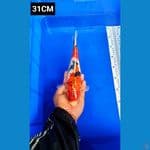 Sanke 31cm