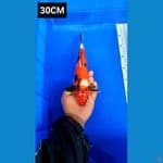 Showa 30cm