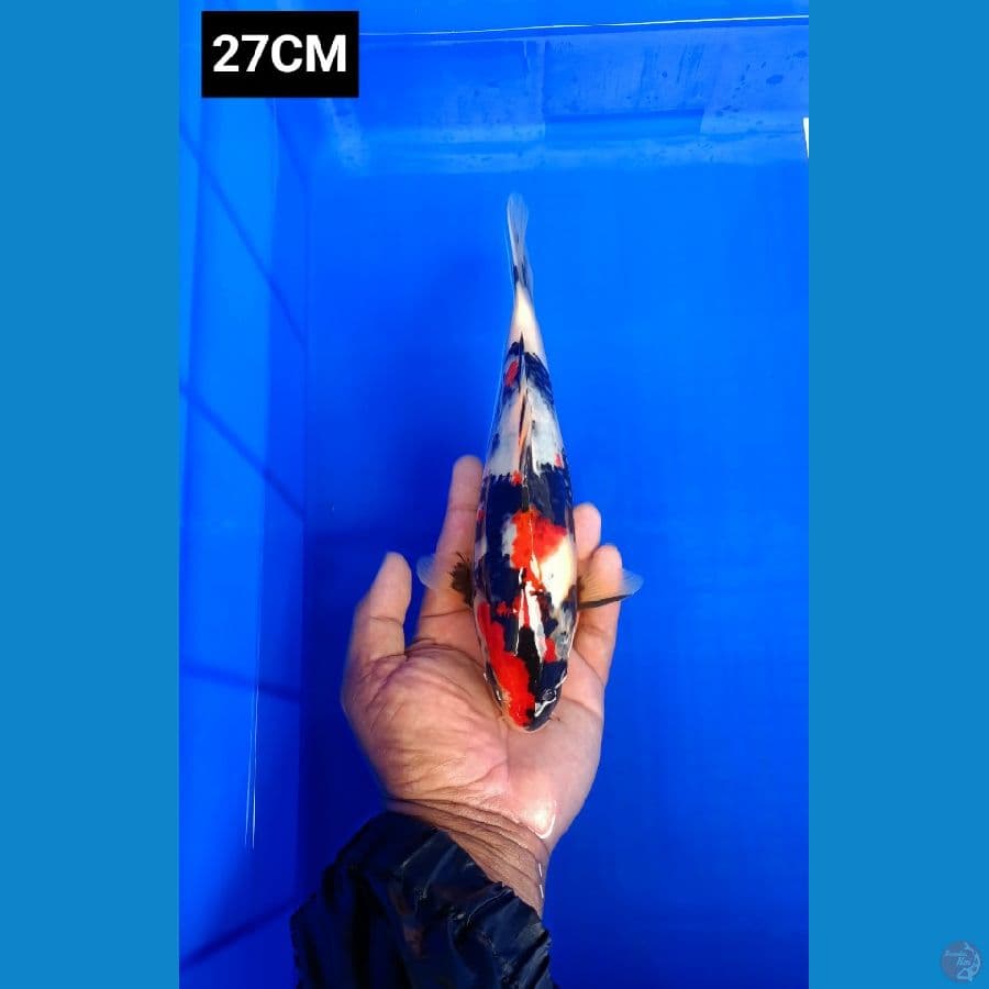 Showa 27CM