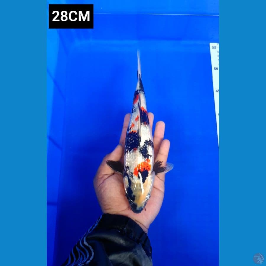 Kindai showa ginrin 28CM