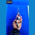 Kindai showa ginrin 28CM