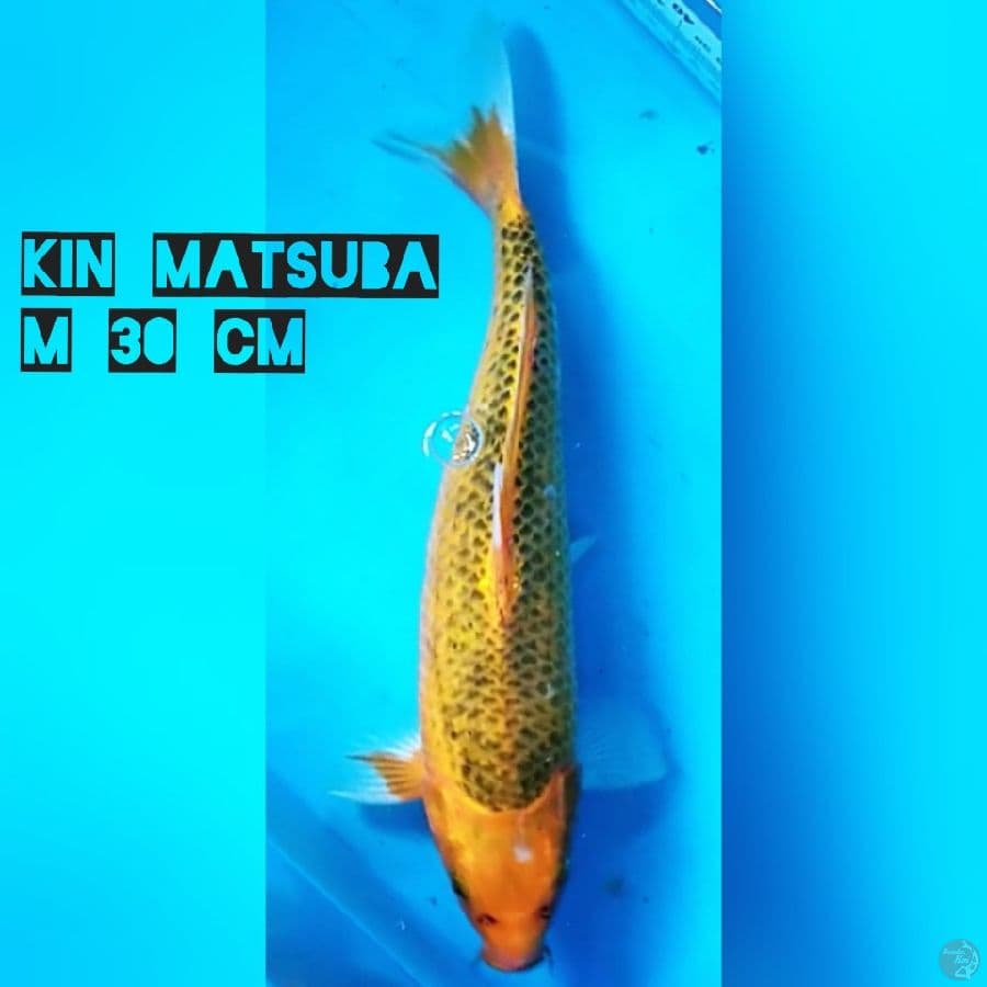 Kin Matsuba M30 cm