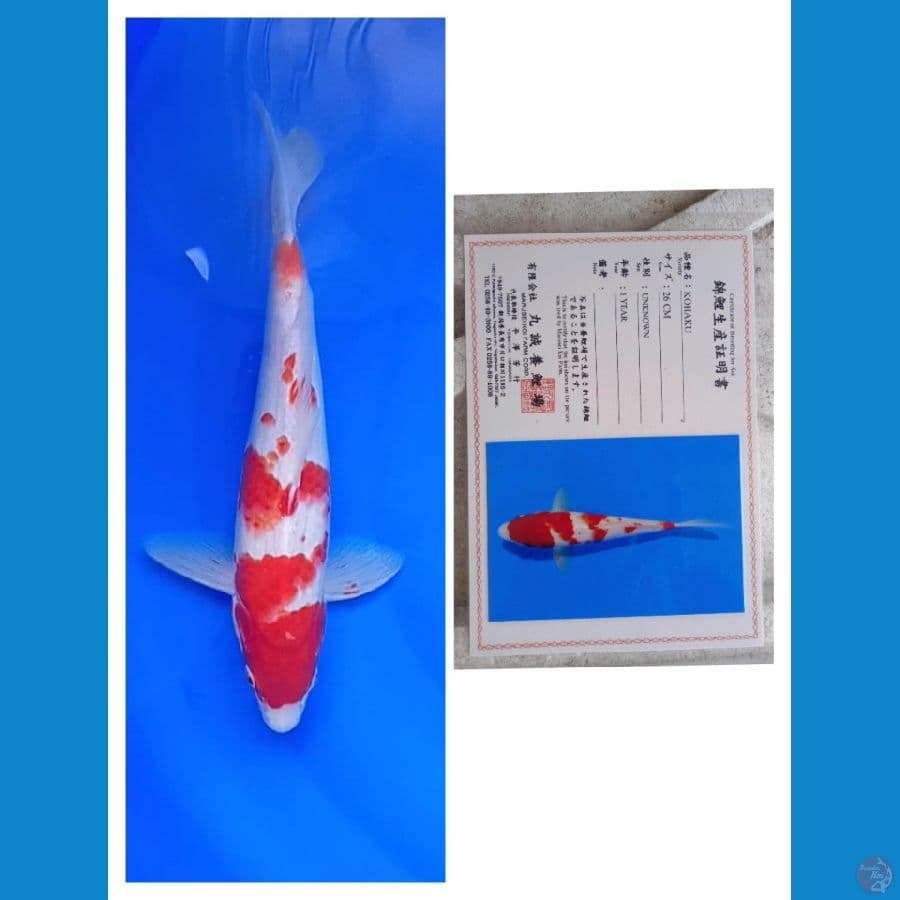 Marusei Kohaku
