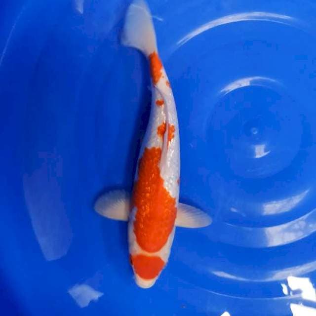 MARUTEN KOHAKU GINDRIN MALE 32CM