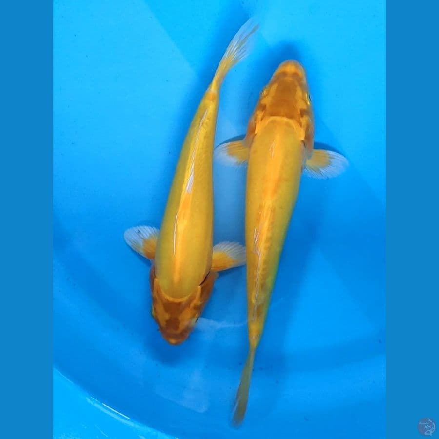 ogon doidsu 20-22cm