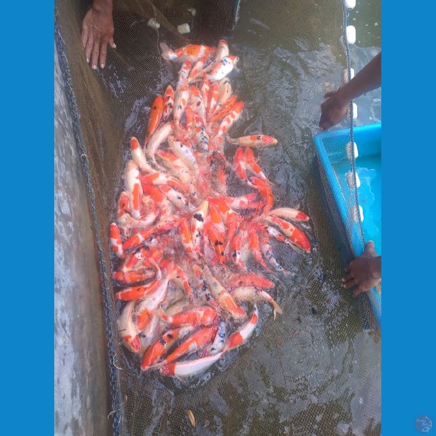 125 ekor.20cm-27cm ramai di ukur 24up