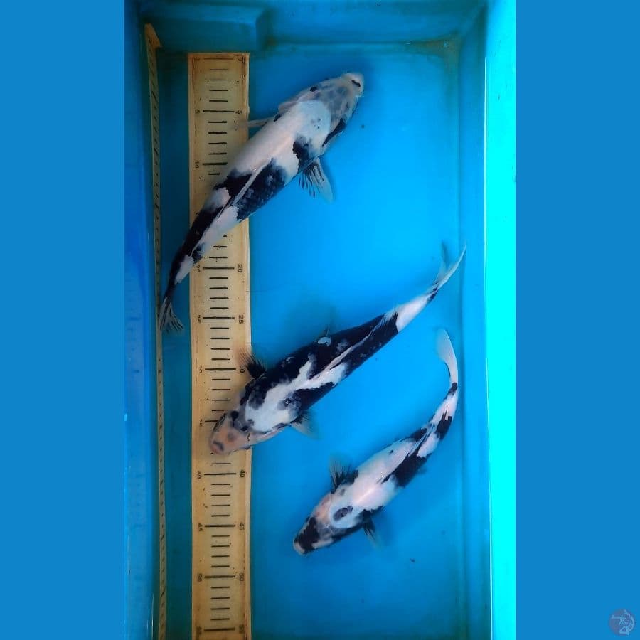 all female Shiro 27-32cm