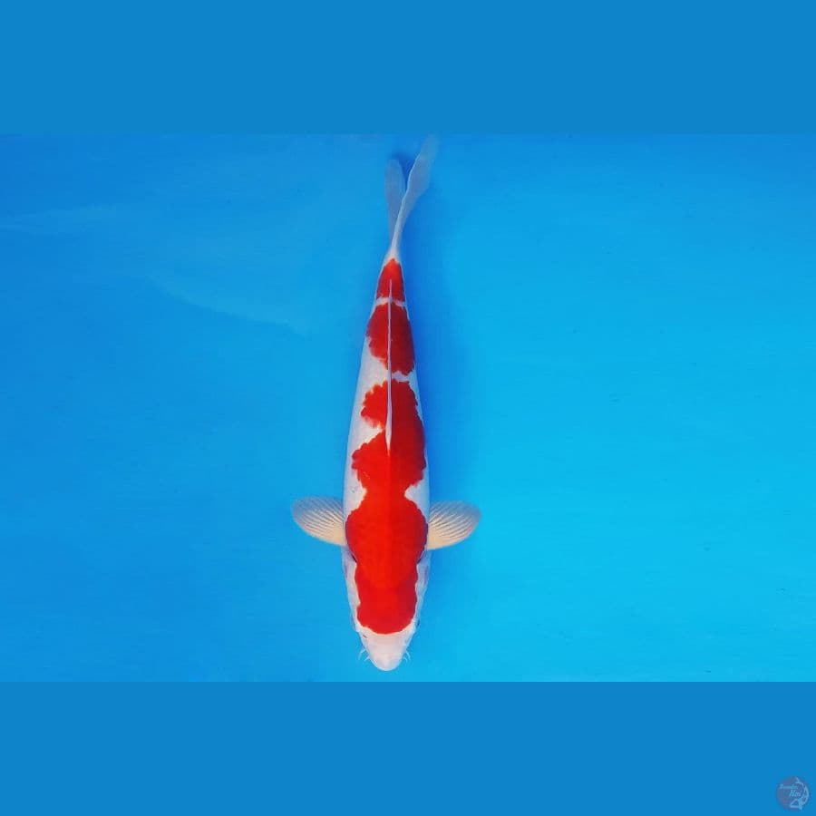 METEORA 2 ~ KOHAKU 30 cm/male ™