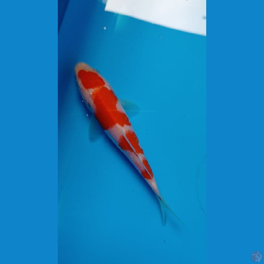 kohaku 15 bu ori