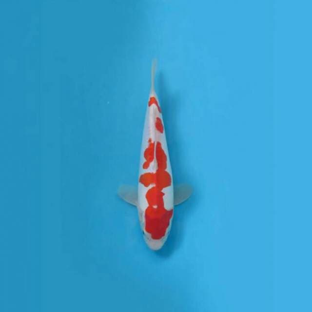 Kohaku Doitsu Good Patern 28cm Female Tosai 