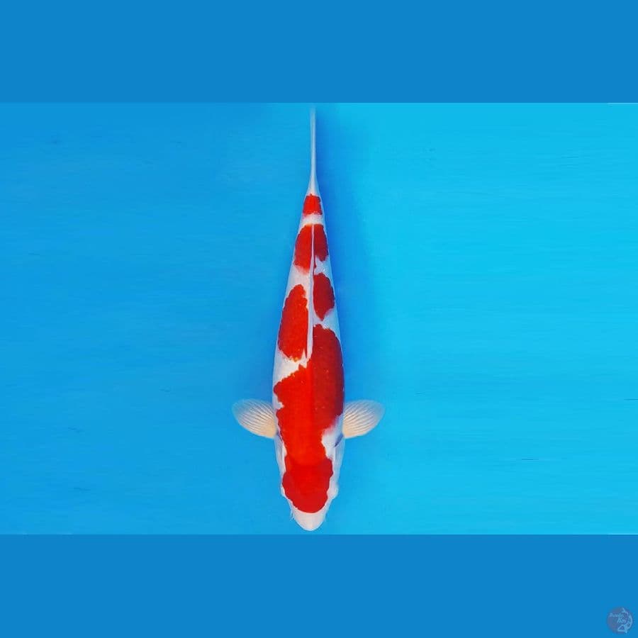METEORA 11 ~ KOHAKU 29 cm/male ™