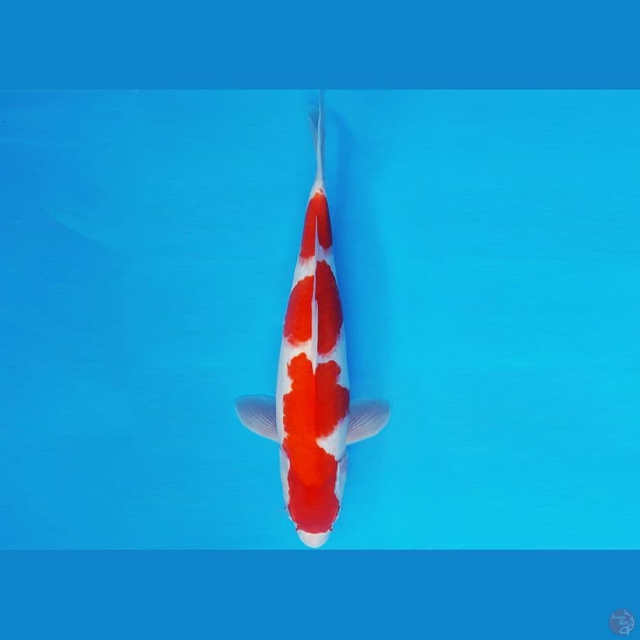 METEORA 13 ~ KOHAKU 30 cm/male ™