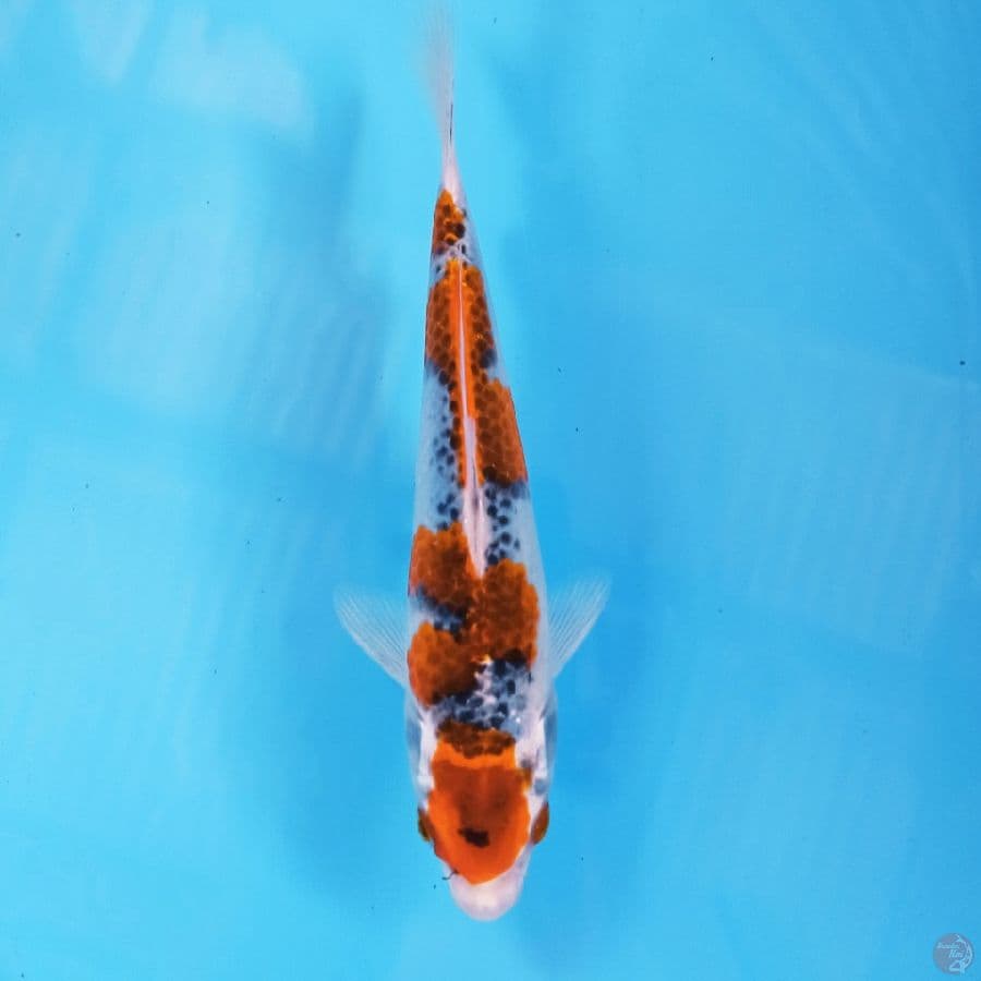 goshiki, 21 cm