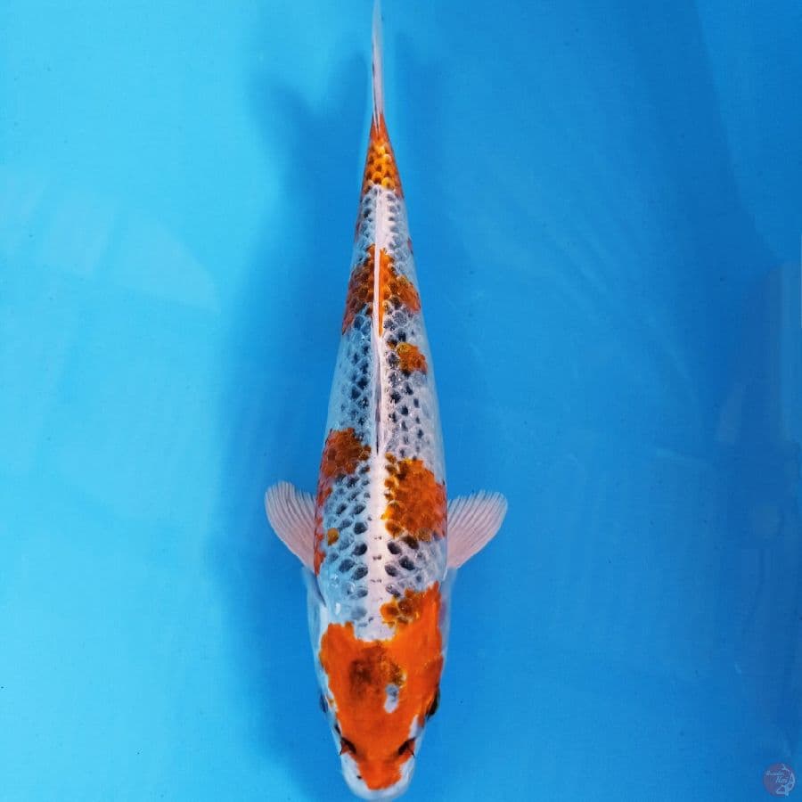 kujaku, 26 cm