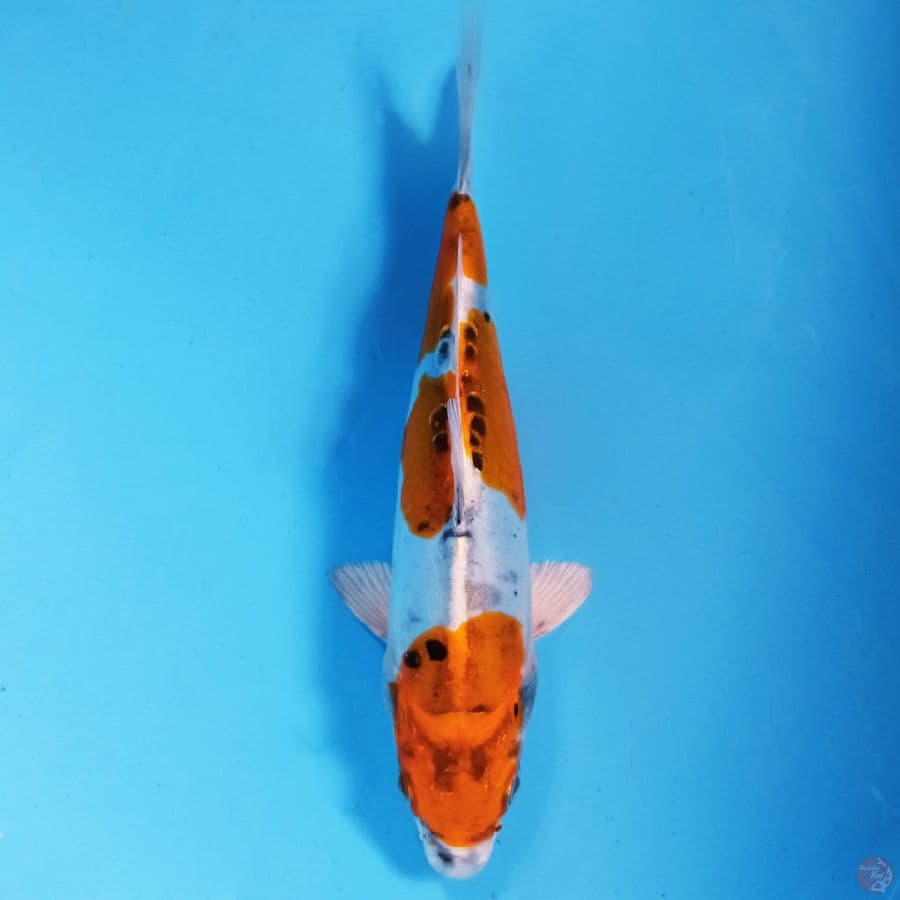 kikokuryu, 21 cm