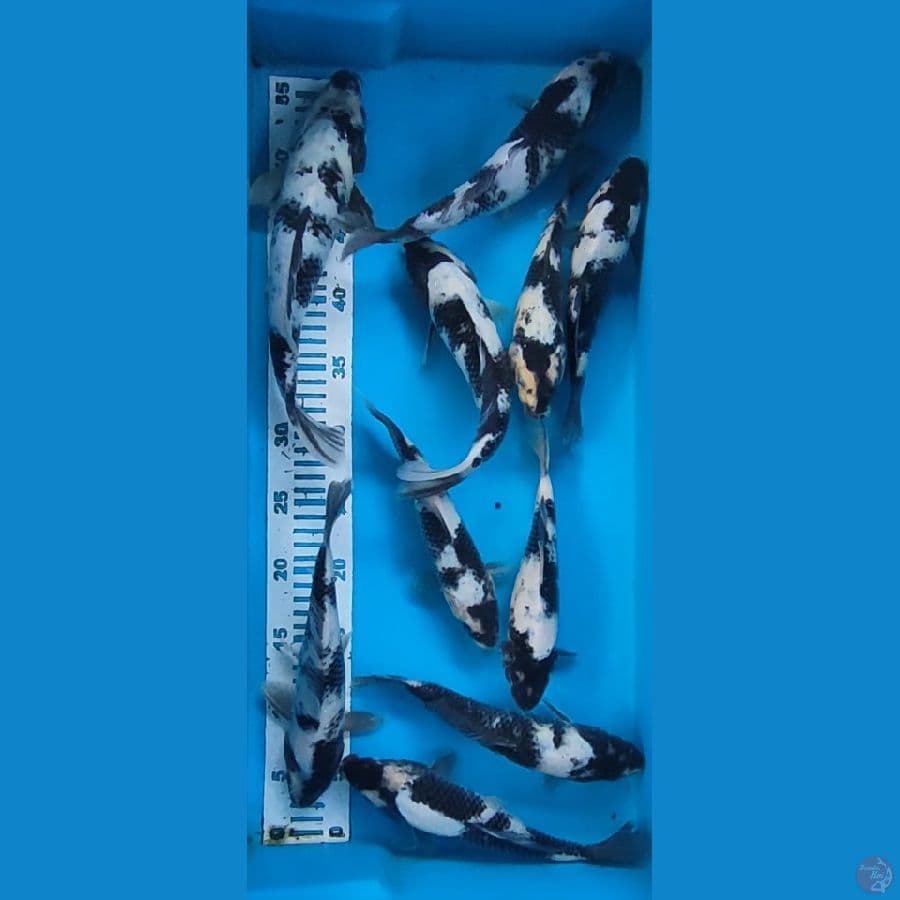 siro 22-29cm 10ekor 