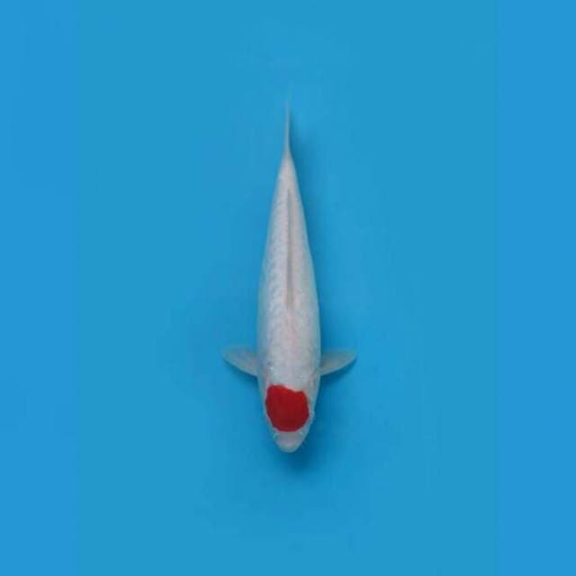 Red Tancho Kohaku Original 30cm Female Tosai 