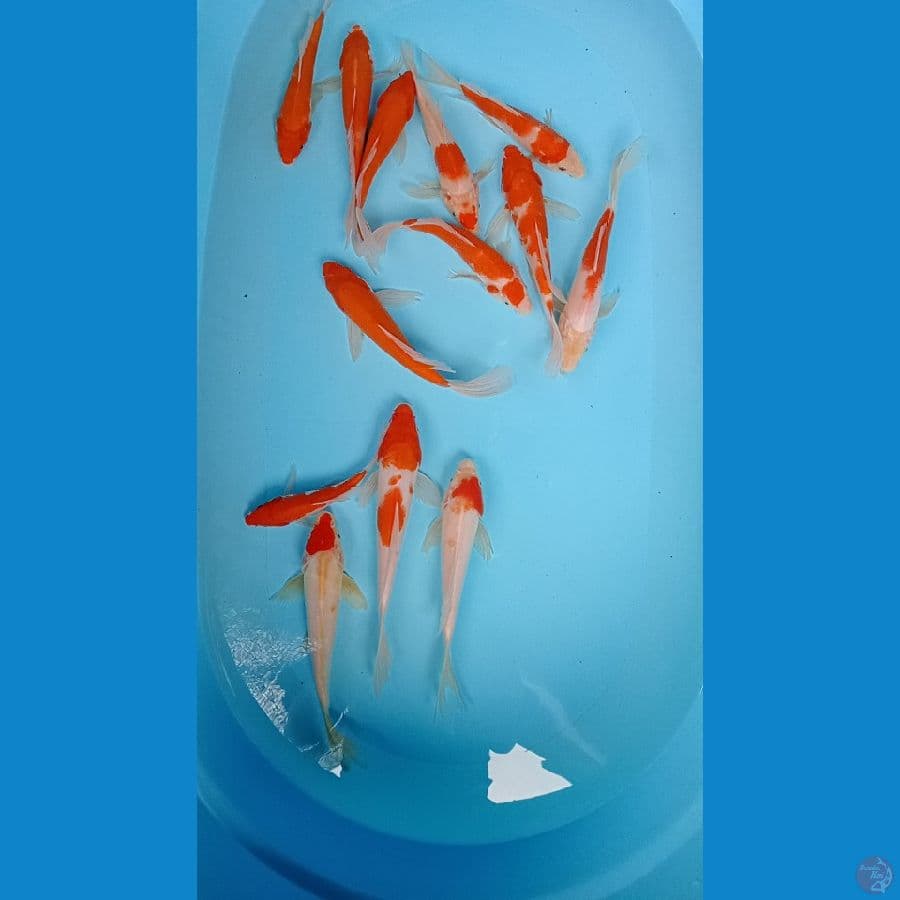 paket kohaku selyer 15 20cm