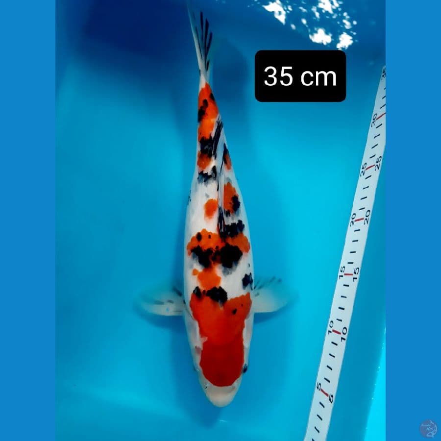 f1 sanke 35 cm