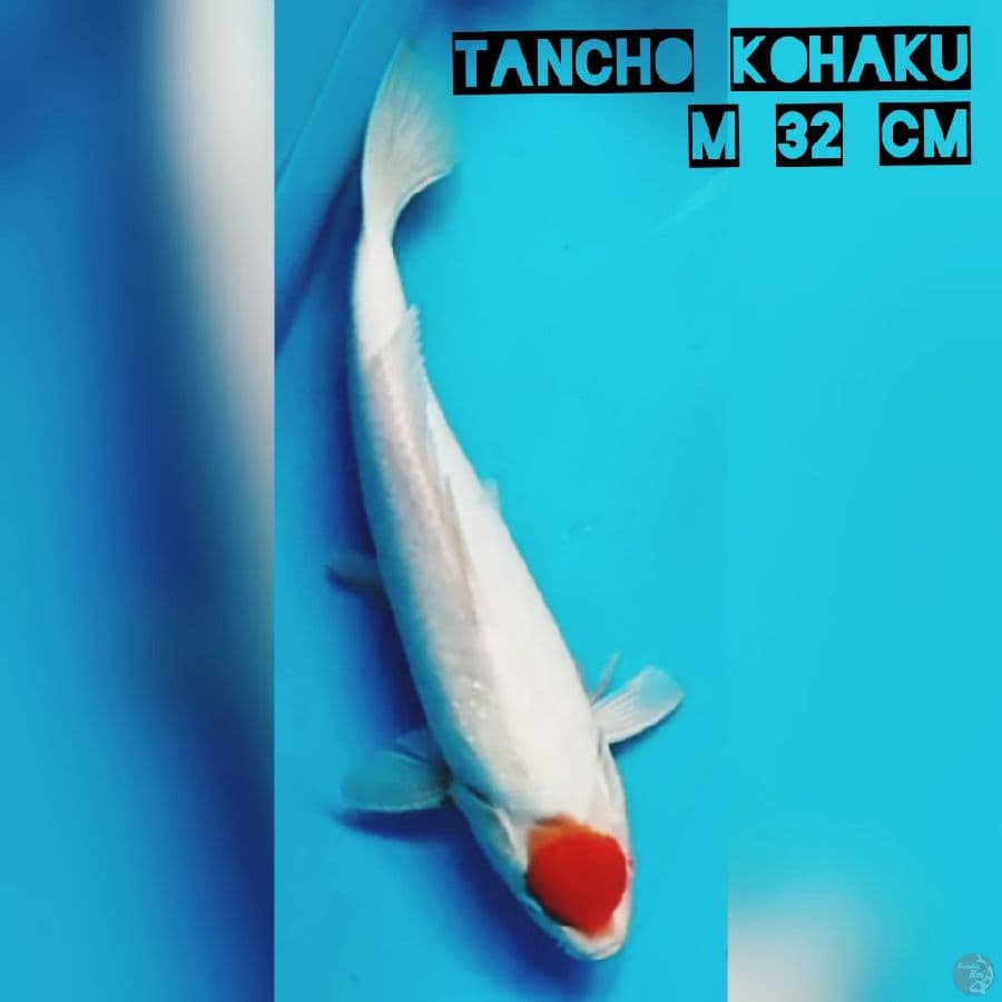Tancho Kohaku M 32 cm