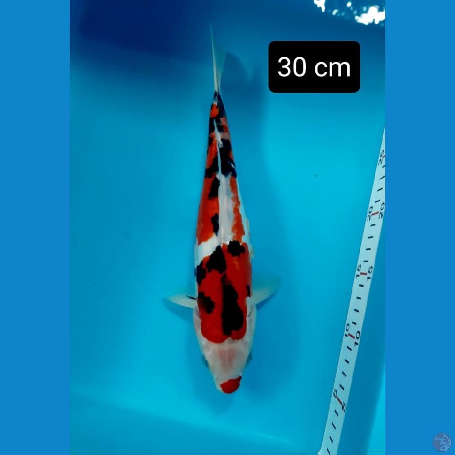f1 sanke doit 30 cm