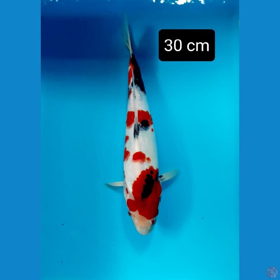 calon jozz showa tateghoi 30 cm