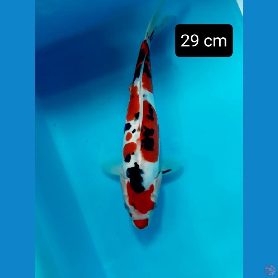 f1 sanke doit 29 cm