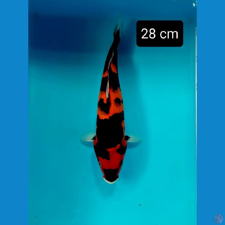 f1 showa 28 cm