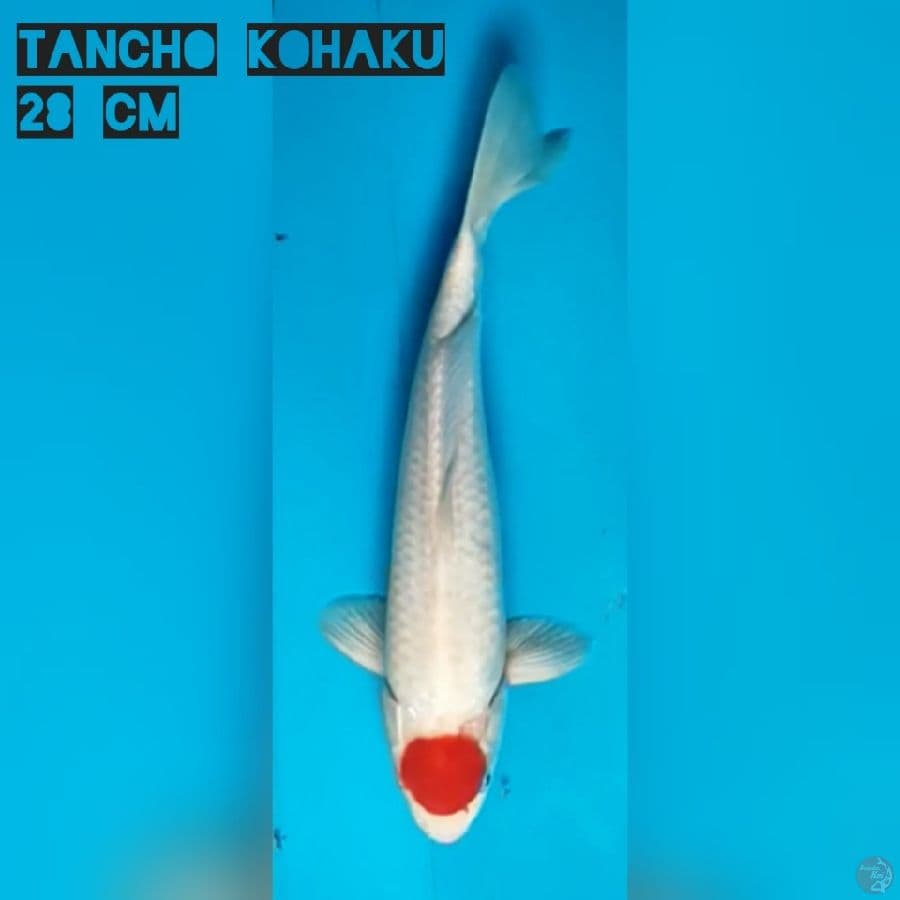 Tancho Kohaku M 28 cm