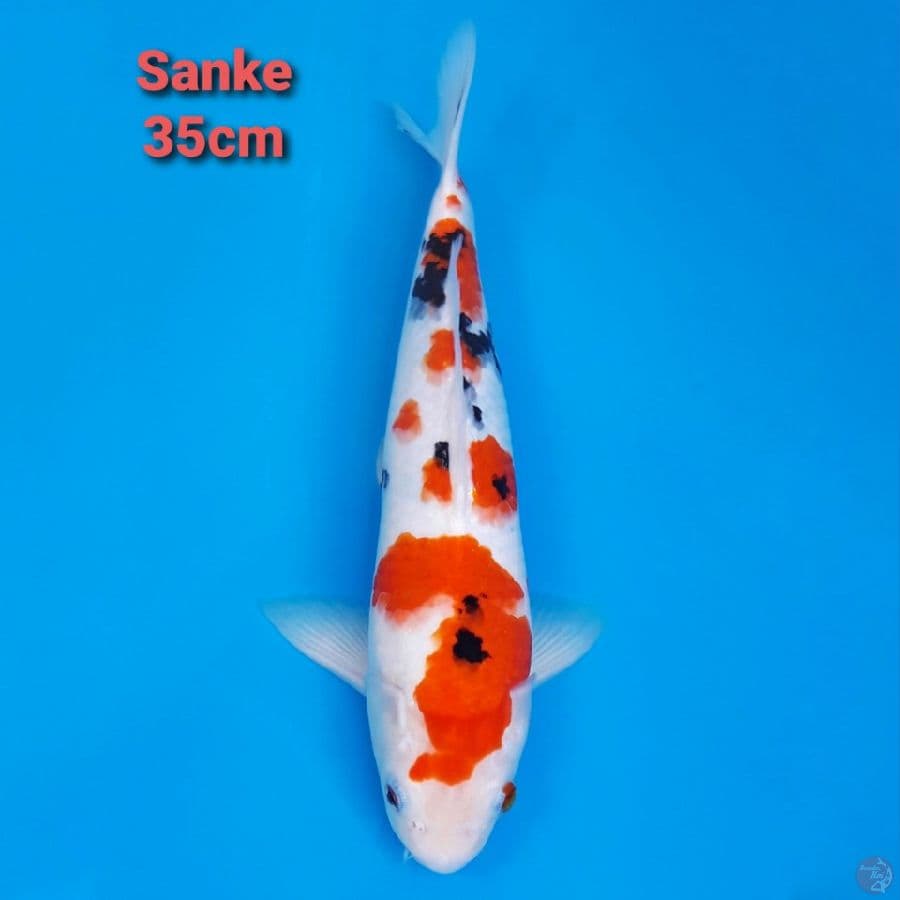 Sanke TsuboSumi 35cm