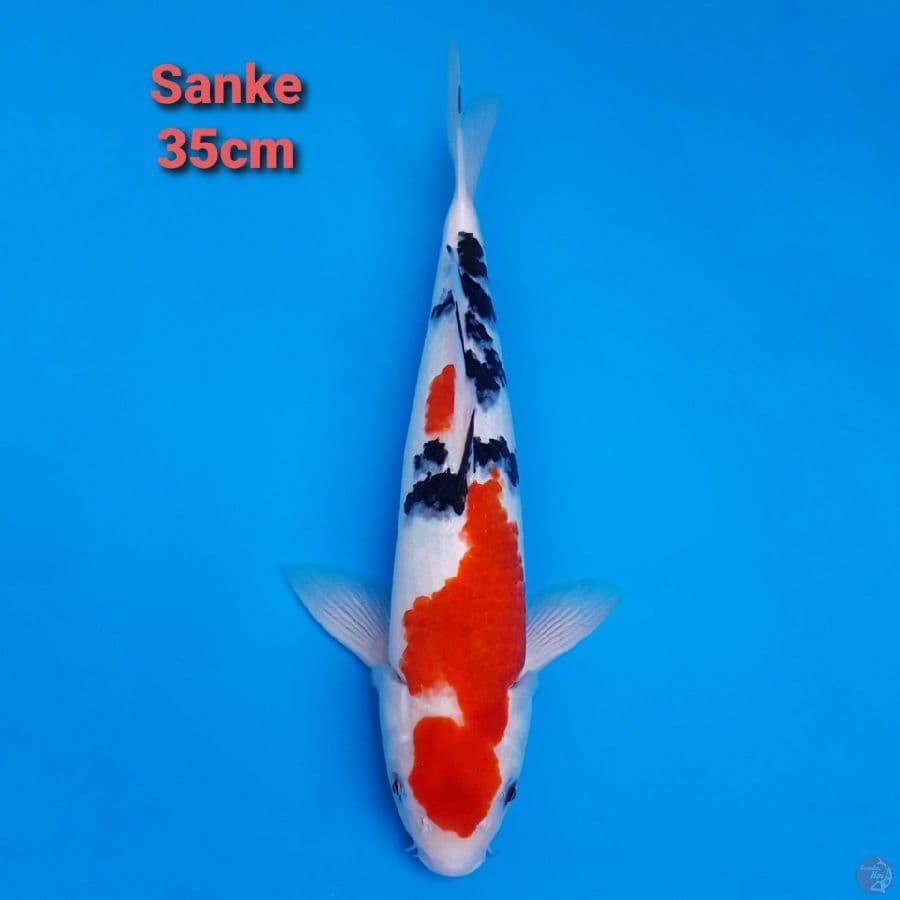 Sanke 35cm STRONG