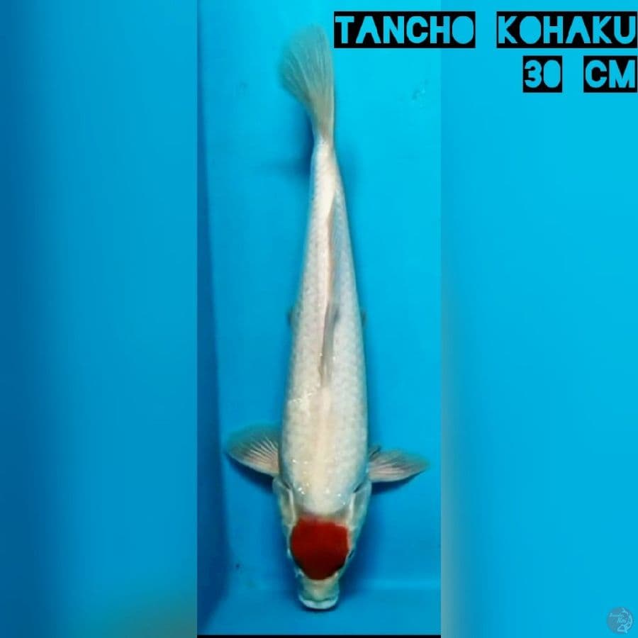 Tancho Kohaku 30 cm