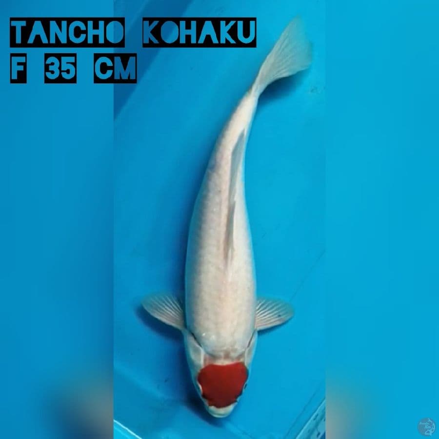 Tancho Kohaku F35 cm