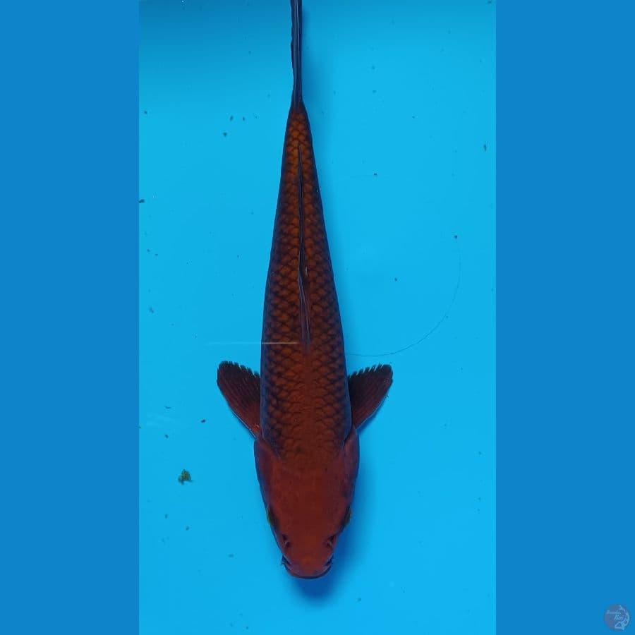 cagoi tembaga 23 cm