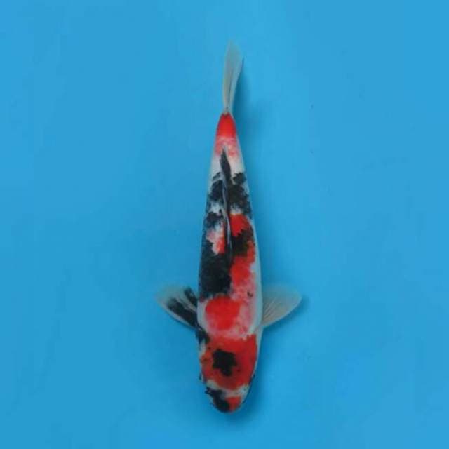 Showa Sanshoku 32cm Male Tosai