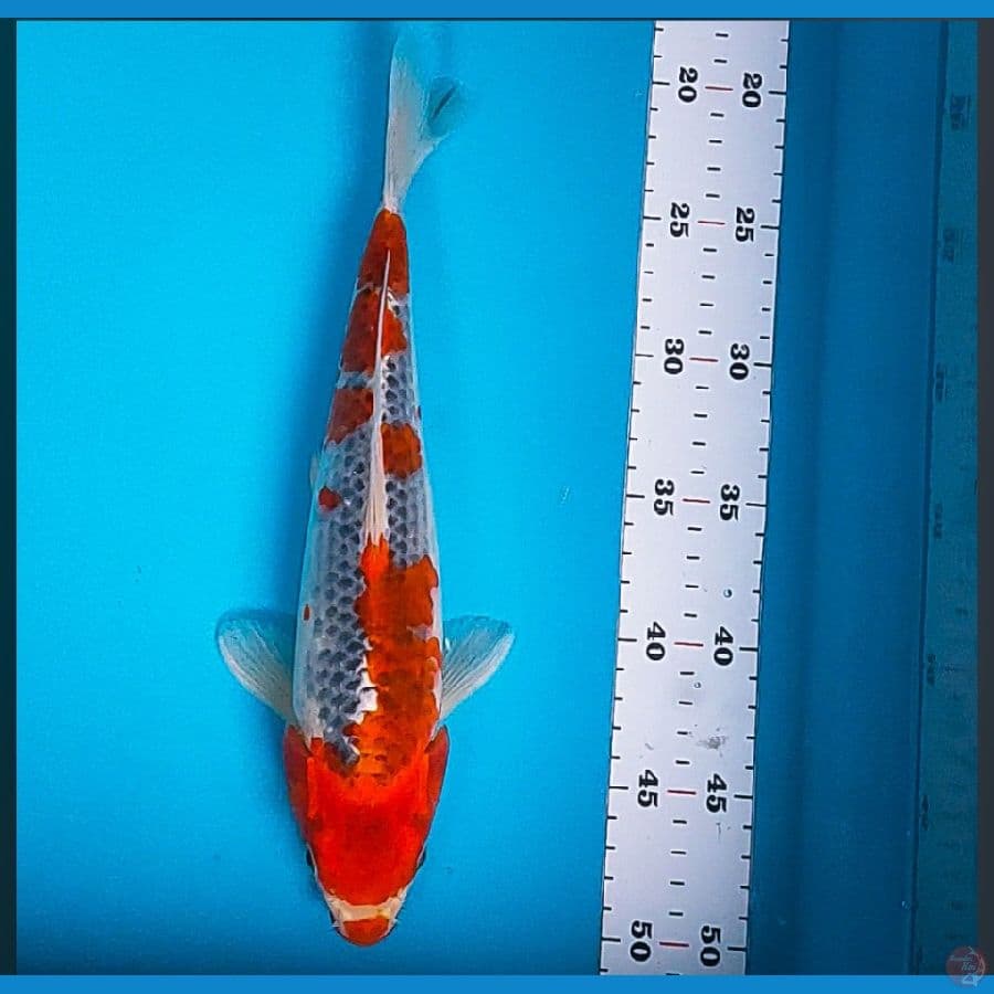 goshiki red 30cm male