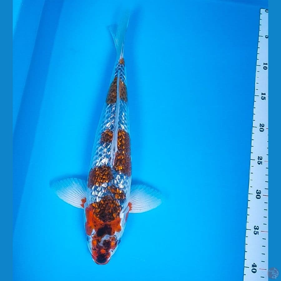 kuro goshiki ginrin 37cm male
