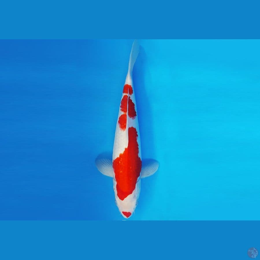 KIRIN 1 - KOHAKU 30 cm/male ®